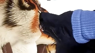 Lothario gives tiger an betimes christmas present - wildlife