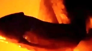 Energetic cock warm hypnosis